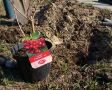 На Мемориале защитникам Авдеевской промзоны появилась калина