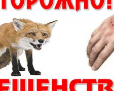 Авдеевским семьям с детьми расскажут о бешенстве животных