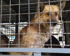 Как в Авдеевке происходит отлов, вакцинация и кастрация животных (ФОТО и ВИДЕО)