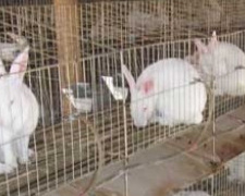 ФАО намерена к концу весны организовать поставки сельскохозресурсов в помощь жителям  Донбасса