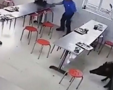 Громящего столовую дикого кабана сняли на видео