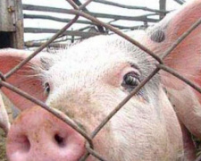 В Донецкой области выявлена новая вспышка африканской чумы свиней