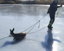 На Донетчине вызволили из ледяного плена раненую косулю (ФОТОФАКТ)