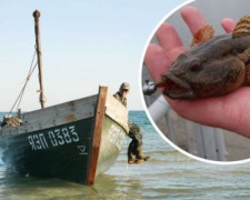 В Азовском море вымирает рыба: названы причины