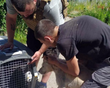 Зоозахисникам з Авдіївки потрібна допомога