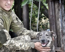 Пес по кличке Военный оберегает Авдеевку (ФОТО)