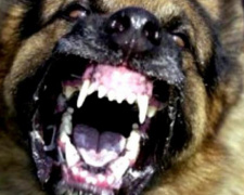 В Авдеевке зафиксирован новый случай бешенства
