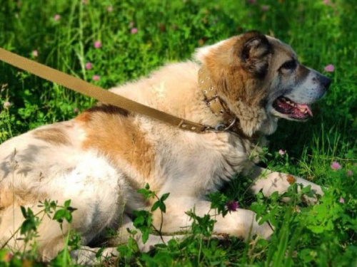 История алабая Рэя из Авдеевки закончилась хэппи-эндом  (ФОТО)