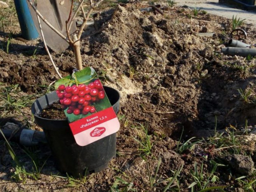 На Мемориале защитникам Авдеевской промзоны появилась калина