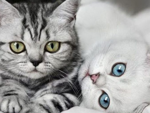 В Авдеевке стартовал фотоконкурс для «пушистиков»