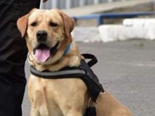 В Авдеевке пёс Бонифаций прошёл по следу убийцы 5,5 км