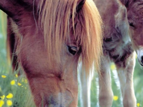 Двадцать лошадей из прифронтового Ласточкино эвакуируют в Запорожье