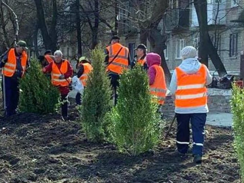В Авдіївці комунальники озеленяють вулиці самшитом та ялівцем