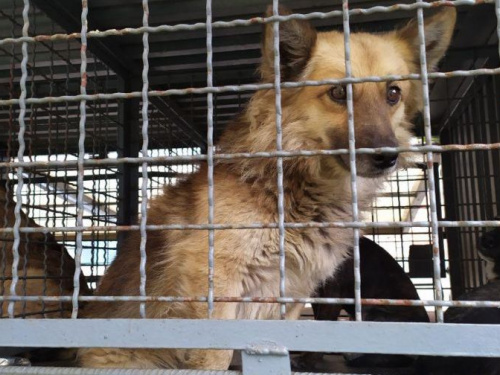 Как в Авдеевке происходит отлов, вакцинация и кастрация животных (ФОТО и ВИДЕО)