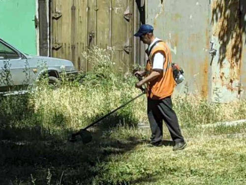 Коммунальщики Авдеевки борются с карантинными растениями