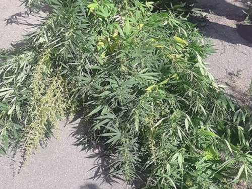 В Авдеевке полицейские ликвидировали наркотическую мини-плантацию