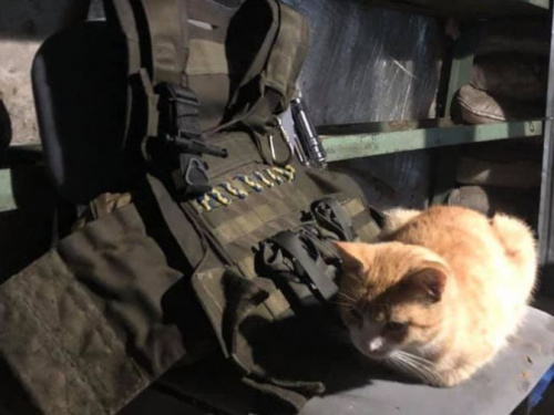 Контуженый кот «служит» на Авдеевской «промке»