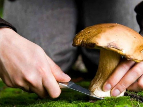 В Донецкой области отравилось грибами 8 человек: как от этого убречься