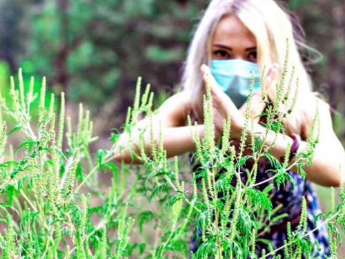 Власти Авдеевки призывают предпринимателей бороться с сорняками и карантинными растениями