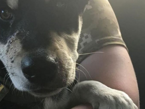 Защитника Авдеевки и его боевую мохнатую подругу посекло осколками