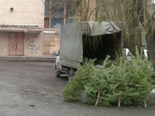 В Авдіївці визначили місця для тимчасової реалізації ялинок та сосен перед новорічними святами