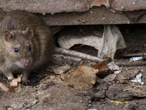 В Авдеевке ликвидировали грызунов