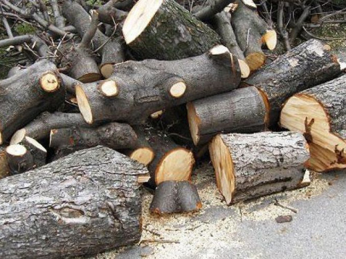 Возле авдеевской опорной школы избавятся от старых деревьев