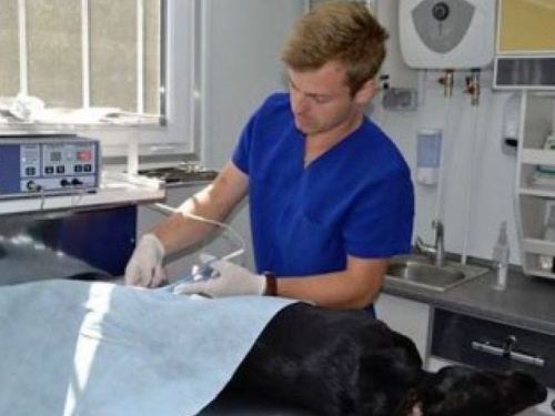 В Авдеевке начинает работу «Зооконтроль»