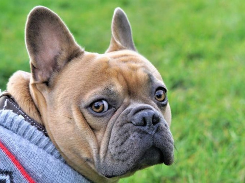 Будут ли авдеевцы платить за котов и собак