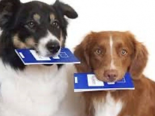 Как авдеевцам получить паспорт на «усы, лапы, хвост» 