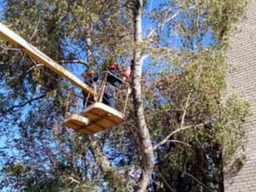 В Авдеевке коммунальщики удаляют аварийные деревья