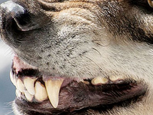 В Авдеевке очередной случай нападения собаки на человека (ФОТОФАКТ)