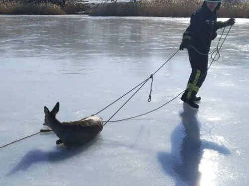 На Донетчине вызволили из ледяного плена раненую косулю (ФОТОФАКТ)