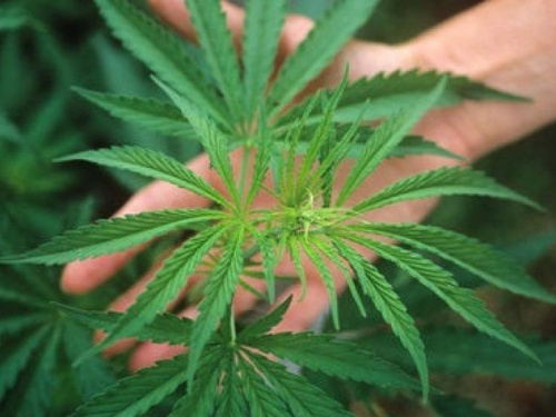 Cотрудники Авдеевского отделения полиции оставили "растамана" без конопли 