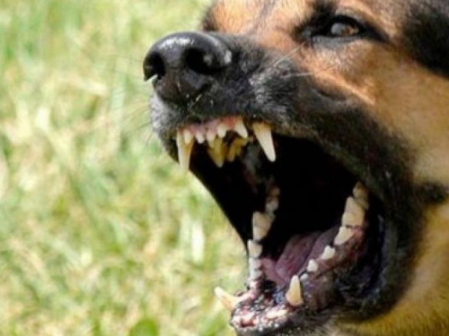 В Авдеевке собака укусила молодого парня