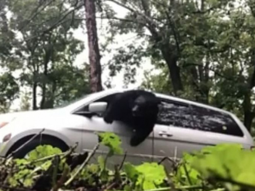 Запертый в автомобиле медведь попал на видео