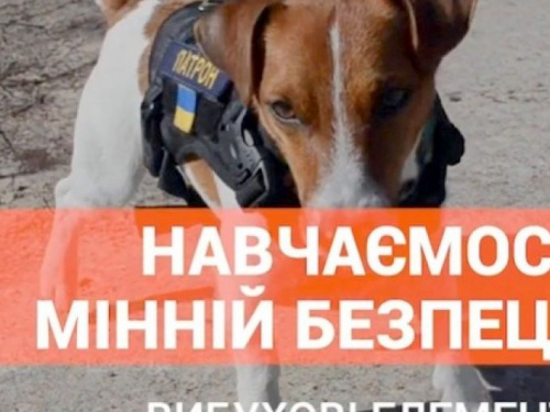 Пес Патрон став героєм відеороліка про мінну безпеку (ВІДЕО)