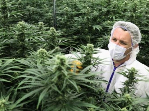 В Украине будут продавать марихуану в аптеках
