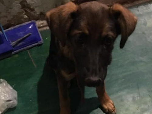 Как в Авдеевке «лечили» Пулю (ФОТО)