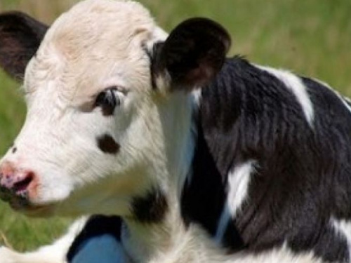 Жители прифронтовой Авдеевки могут получить дотацию на  содержание телят