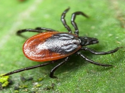 Сезон клещей: как авдеевцам уберечься от разносчиков опасной инфекции