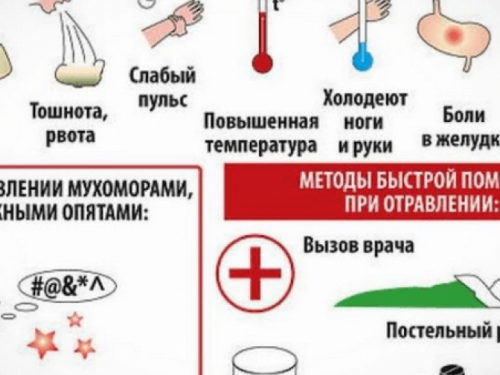 Грибной удар: как не стать жертвой отравления и как бороться с его последствиями