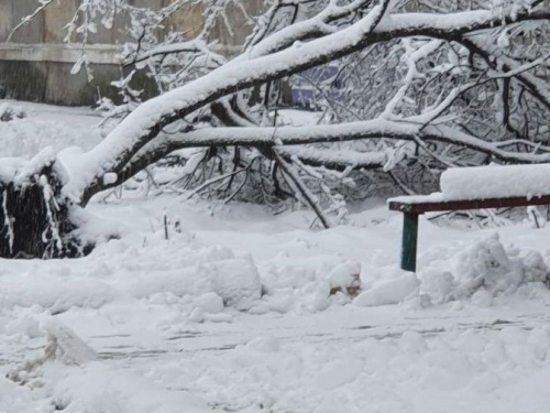 Поваленные деревья и сломанные ветки: последствия сильного снегопада в Авдеевке