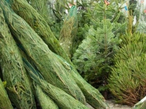 Стало известно, где в Авдеевке можно будет купить новогодние деревья