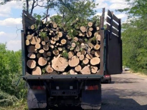 В Авдеевке полиция задержала "черных лесорубов"