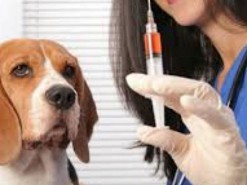В Авдеевке проведут вакцинацию животных от бешенства