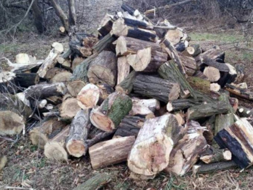 В Авдеевке полицейские задержали черных лесорубов