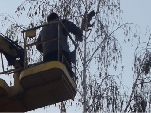 Работники КП «СЕЗ» пришли на помощь коту