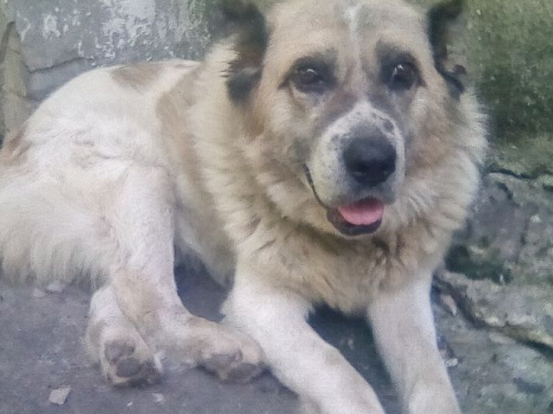 В Авдеевке ищут хозяев для собаки, пережившей обстрелы (ФОТО)