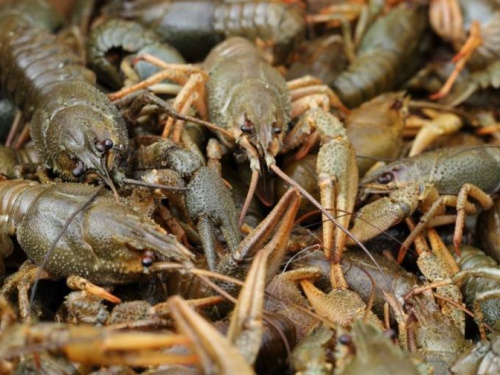 В Донецкой области начинается запрет на ловлю раков